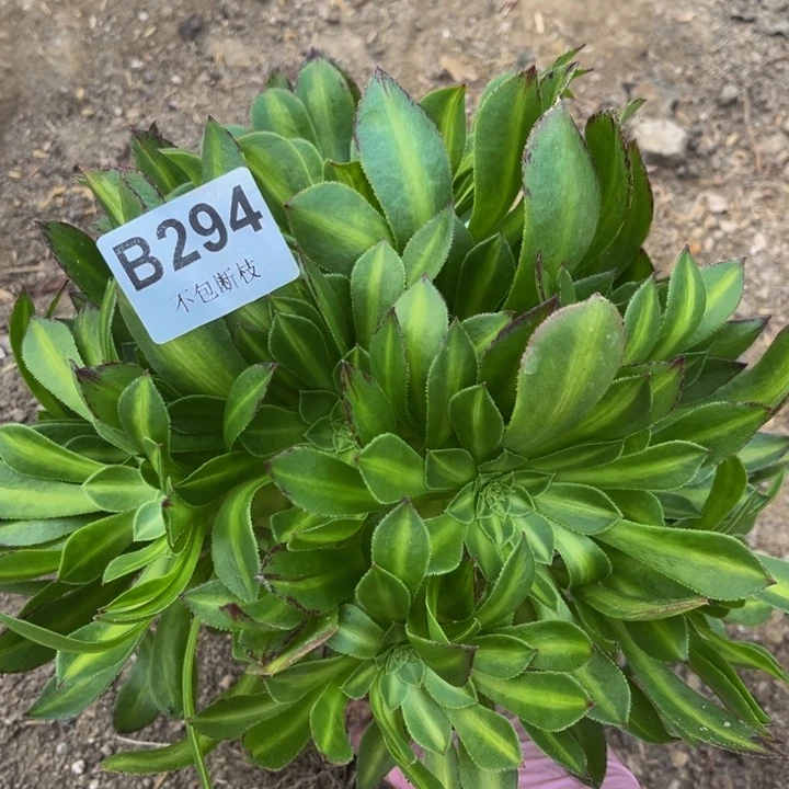 294知否量多肉法师不包断枝