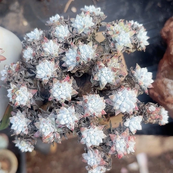 仙女杯多肉植物盆栽