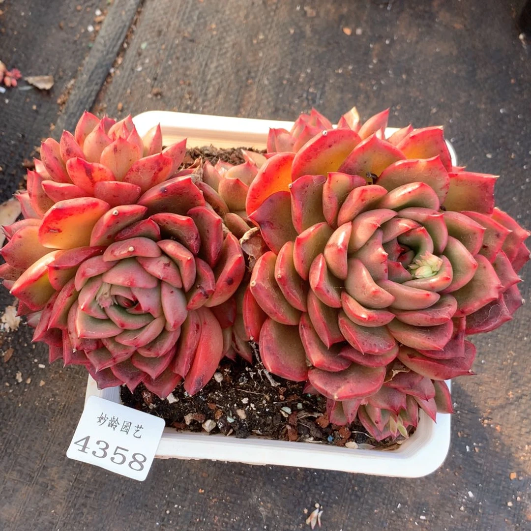 4358杂交多肉植物基地