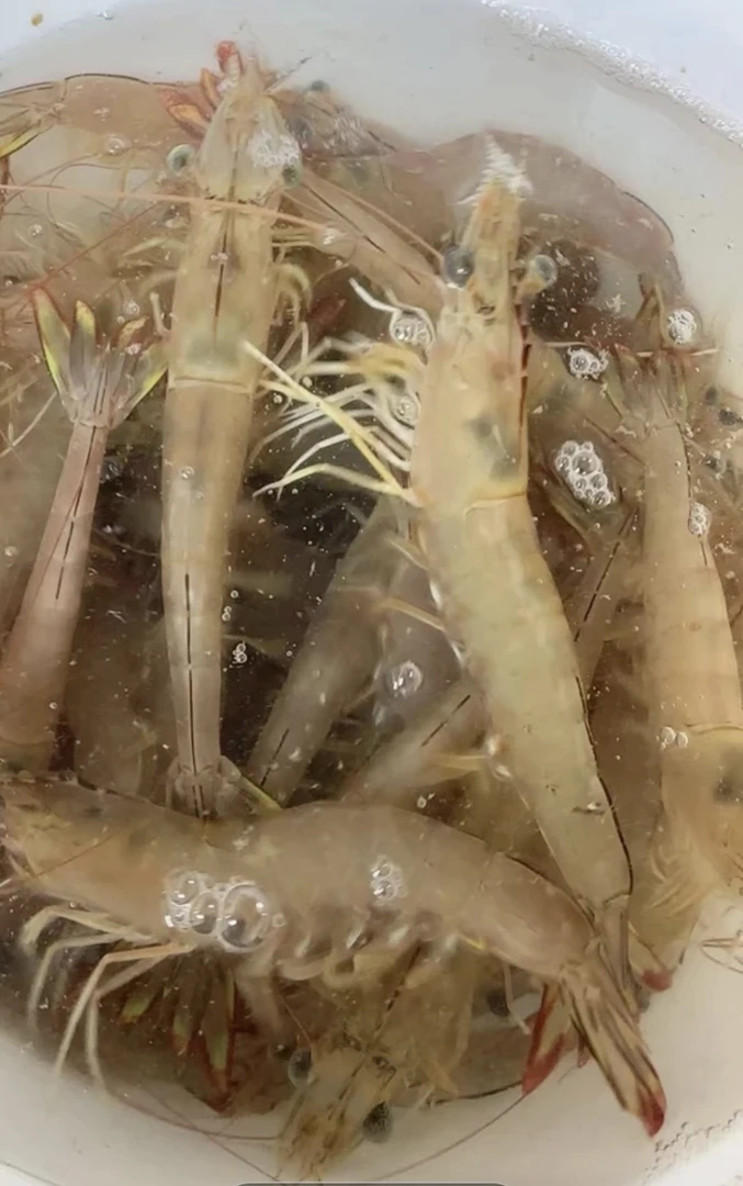 汕尾本港野生海捕活冻（白刺虾）