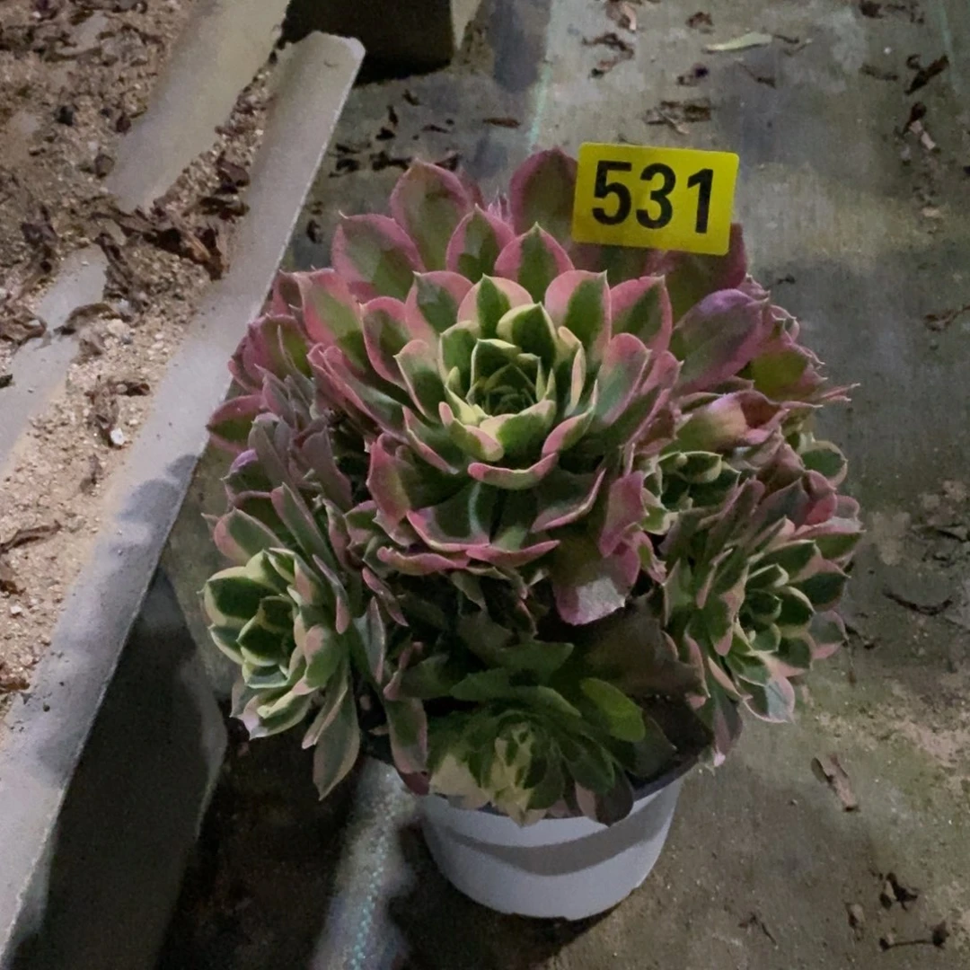 白凤多肉法师531