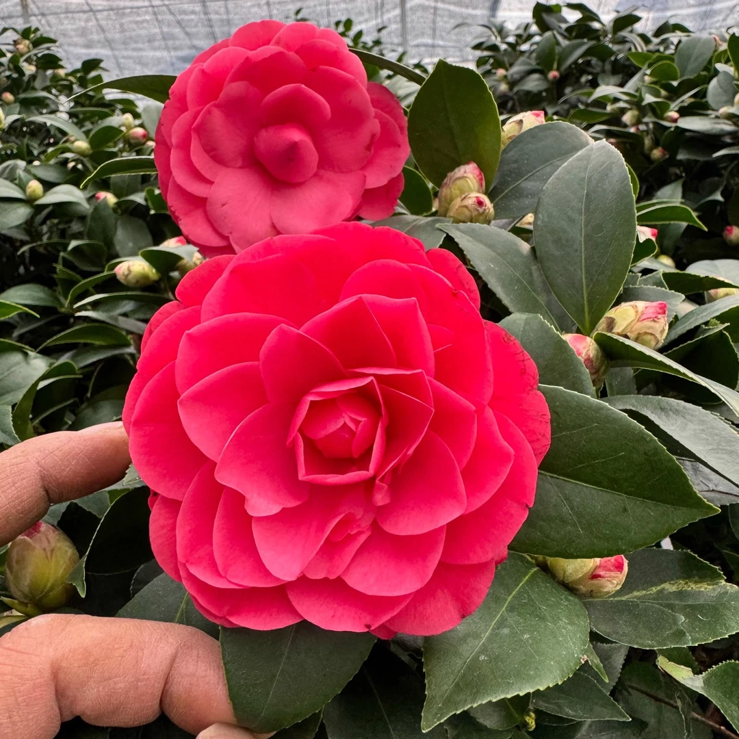 大红赤单中国红山茶花盆栽