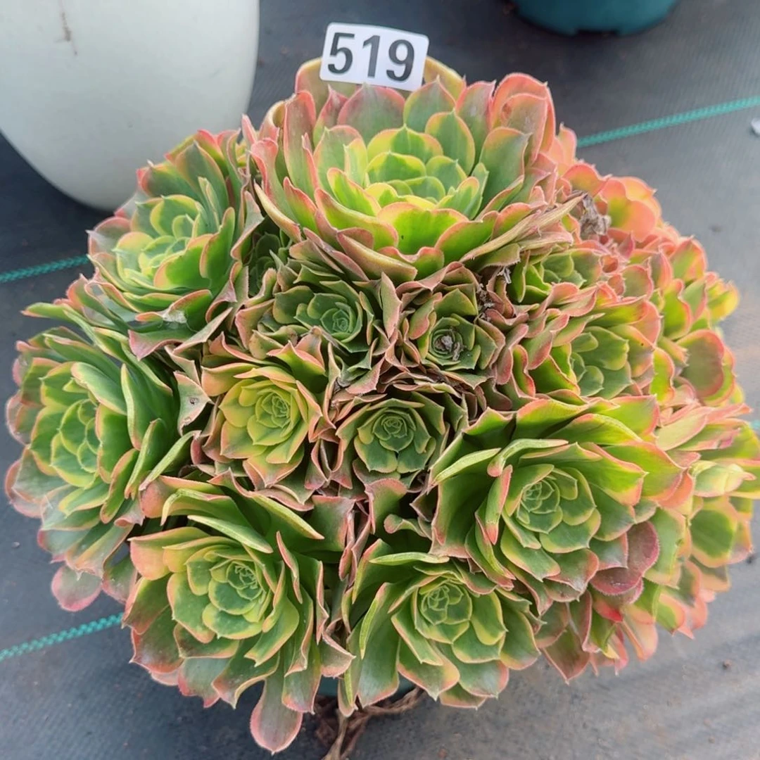 519特斯拉多肉植物