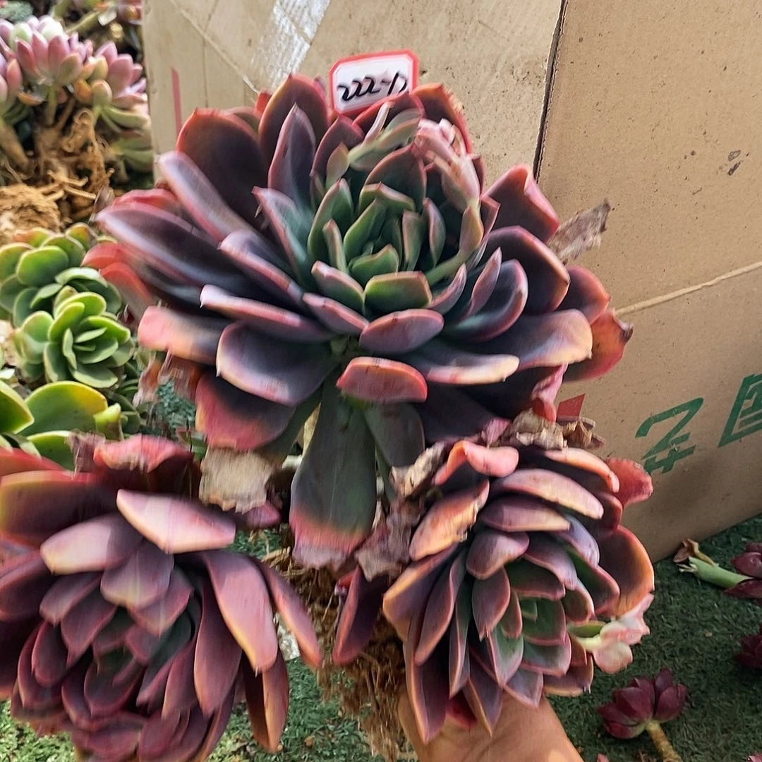 妮*.多肉植物绮罗222-12