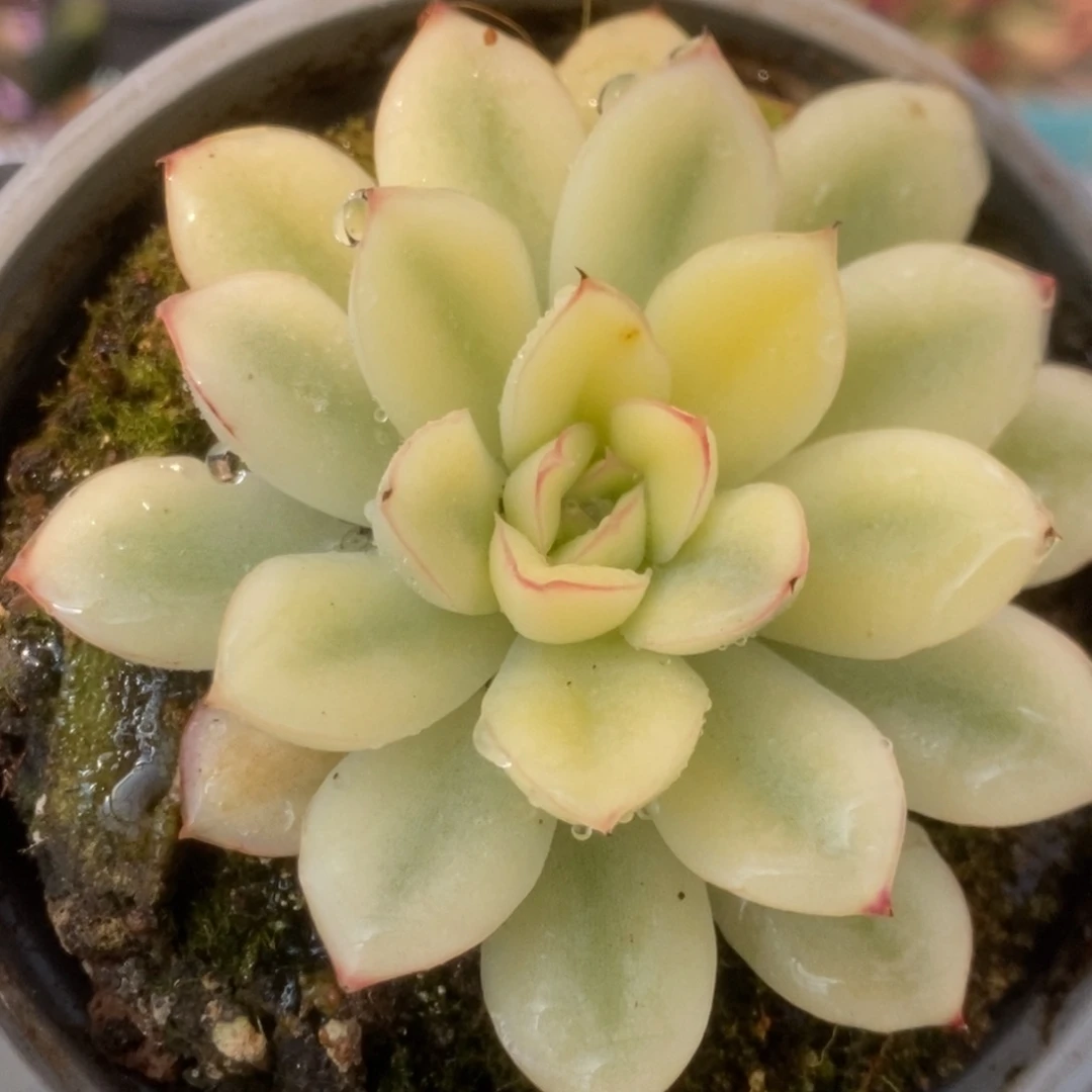 708白慈禧锦锦锦锦锦