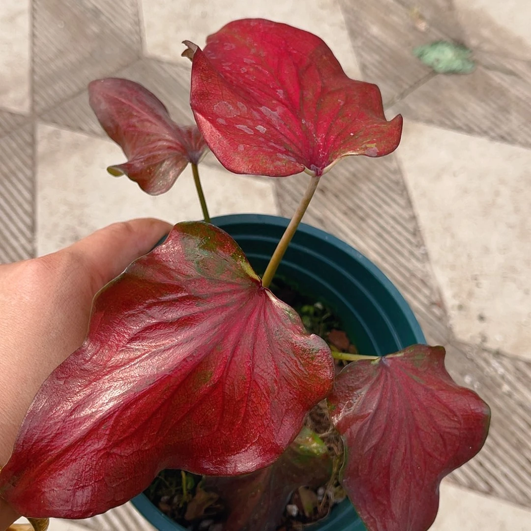 完全开放泰彩一物一拍775
