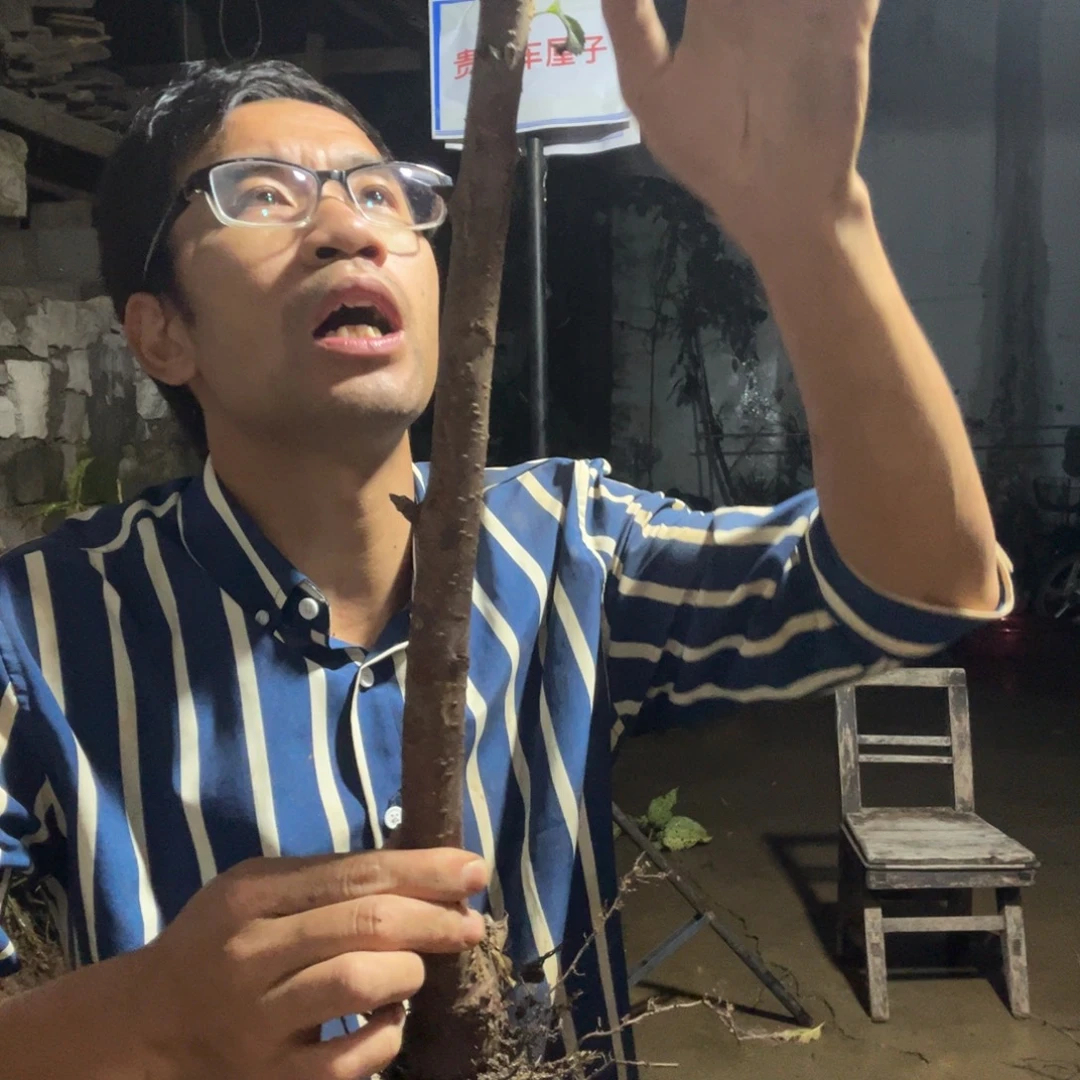 当前无花栽培后可以开花307