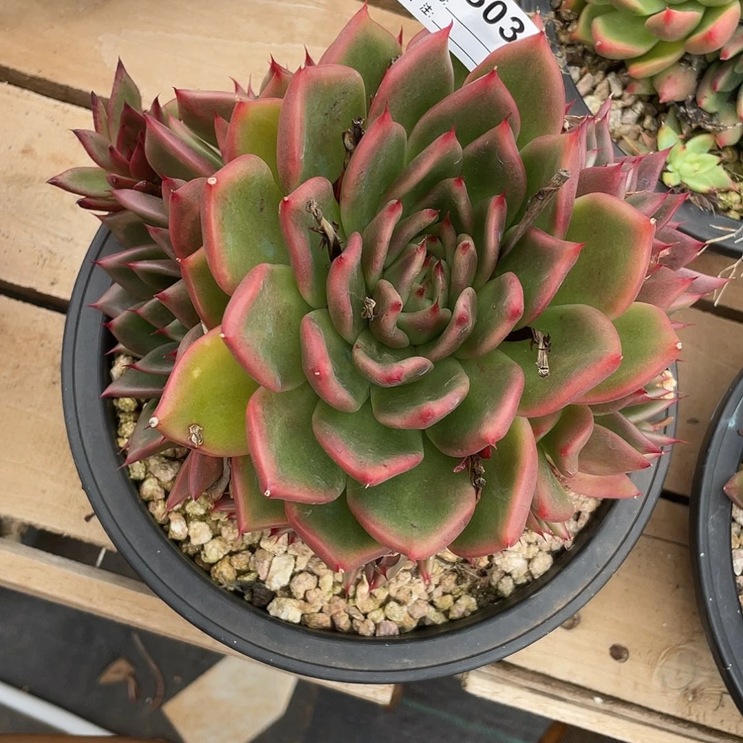 若如东云单拍B503