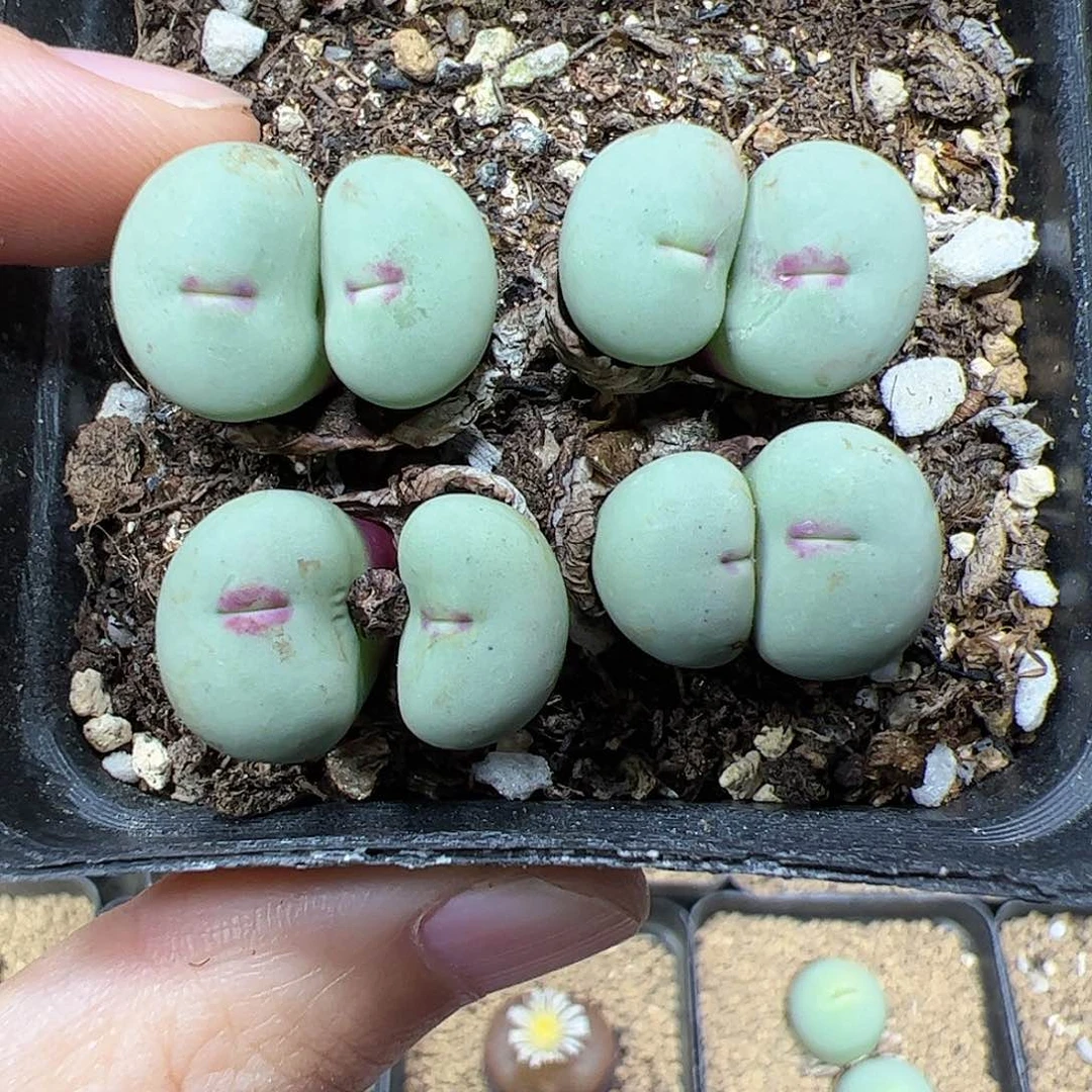【闪购商品】353 红嘴