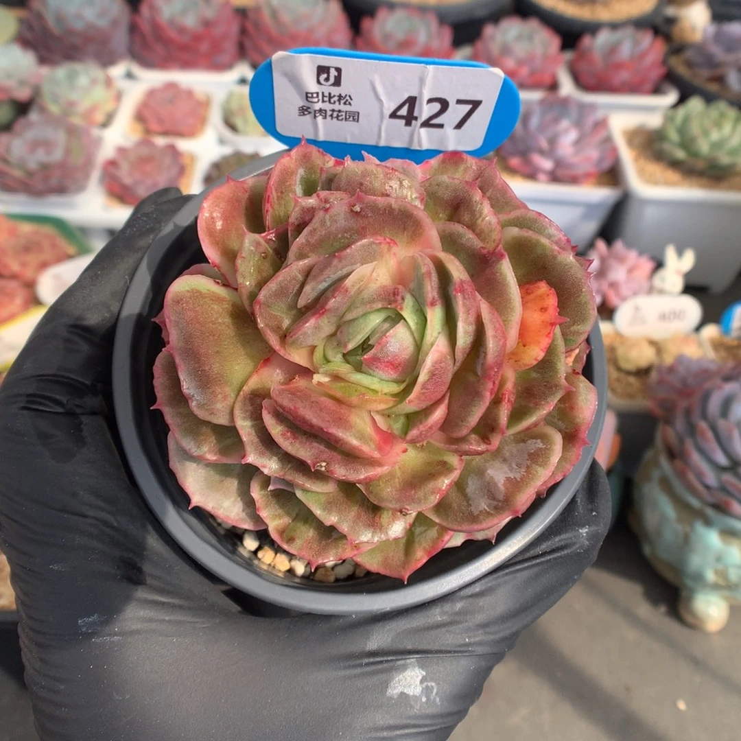 427 昂斯诺石化多肉