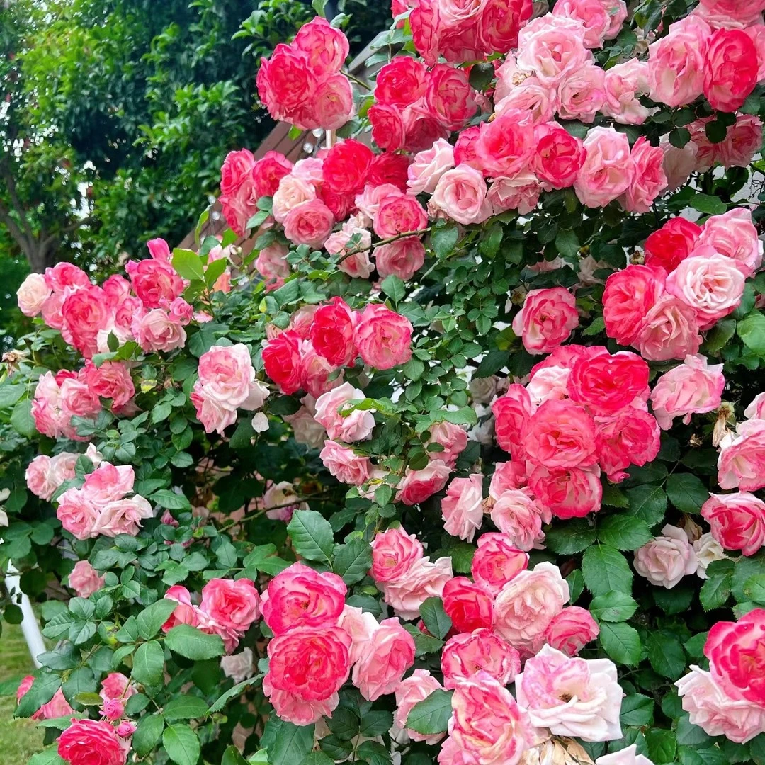 樱霞 爬藤月季藤本植物四季开花月季花卉绿植盆栽
