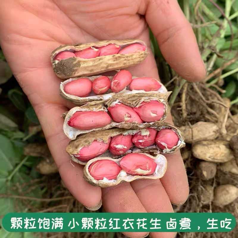 2025年新鲜红皮花生 可生吃 凉拌 水煮 3斤5斤包邮