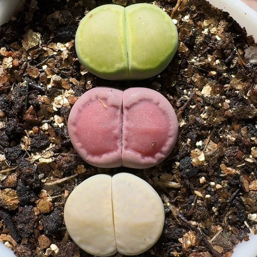 生石花等1111111。   127