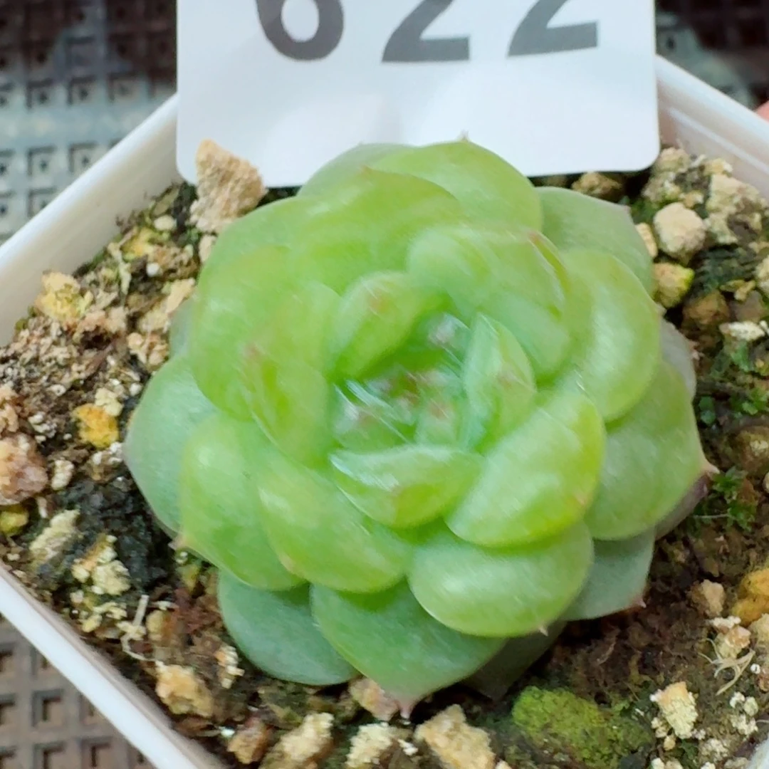 绿体珍妮            精美多肉植物