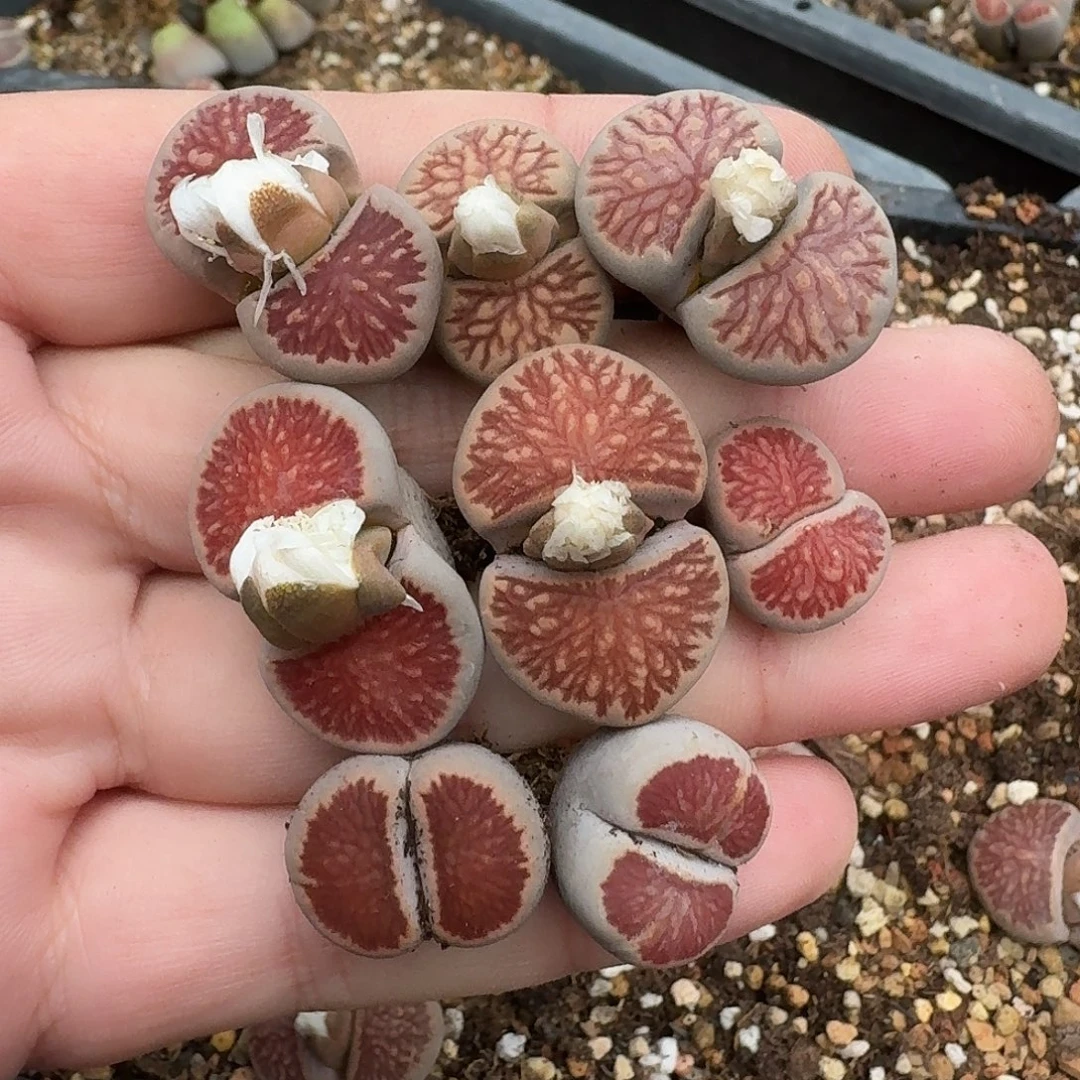 明***病D389菊章玉混合母本