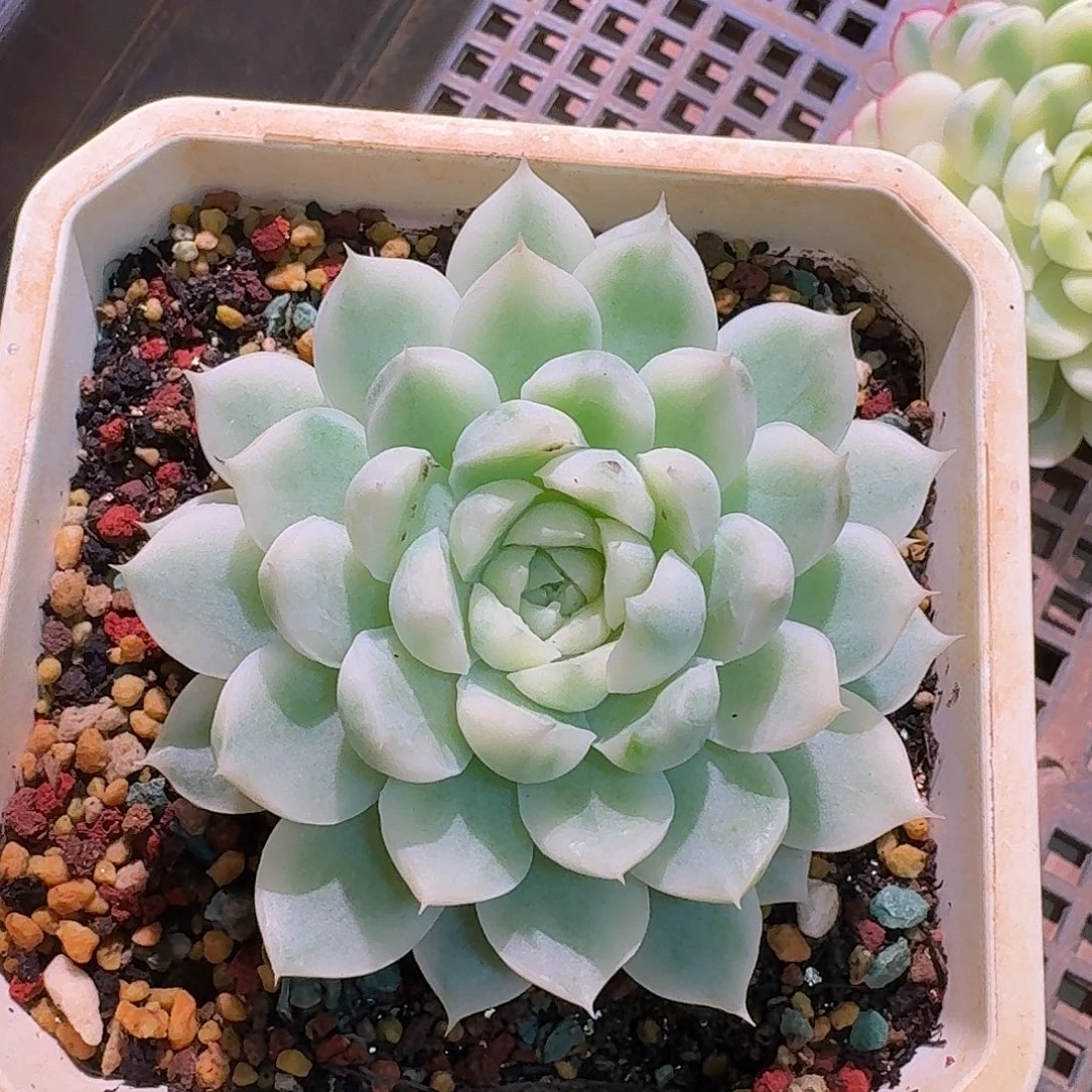 月影精灵锦多肉多肉