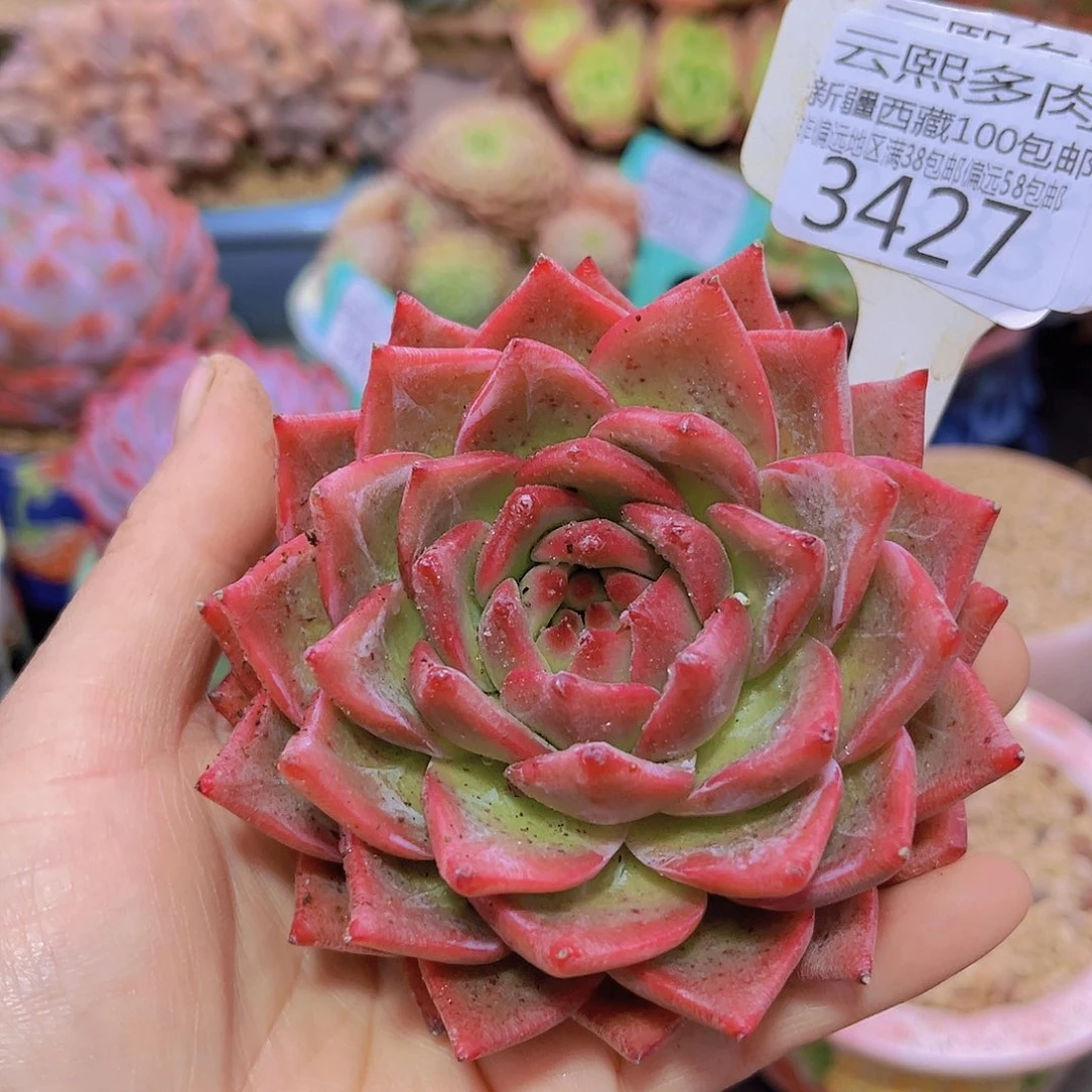 3427蓝鸟香槟。