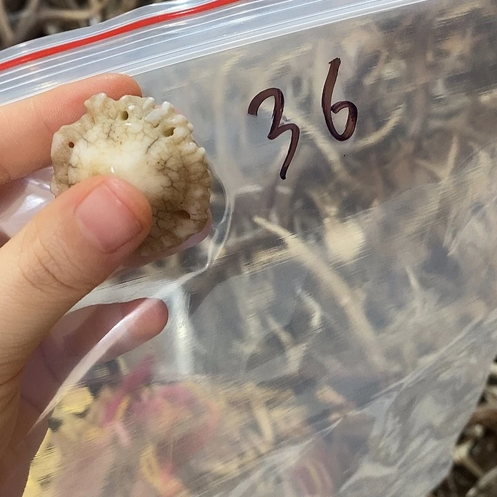 东***无非金属鹿角鹿角