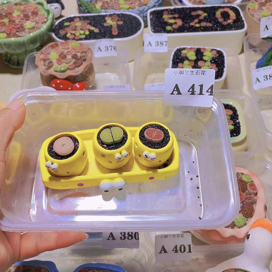 414生石花生石花生石花