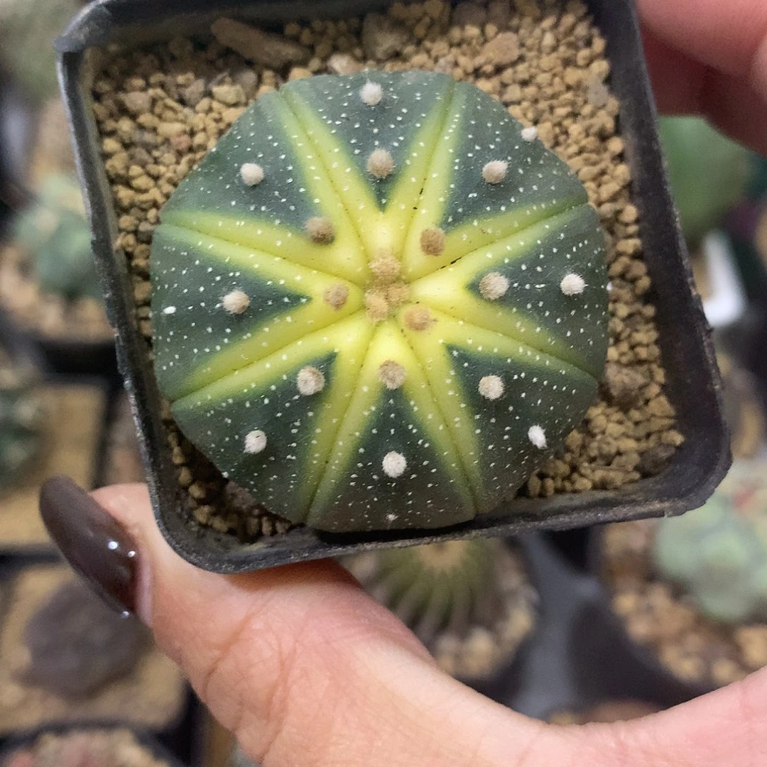 福利实生根雪花西瓜兜