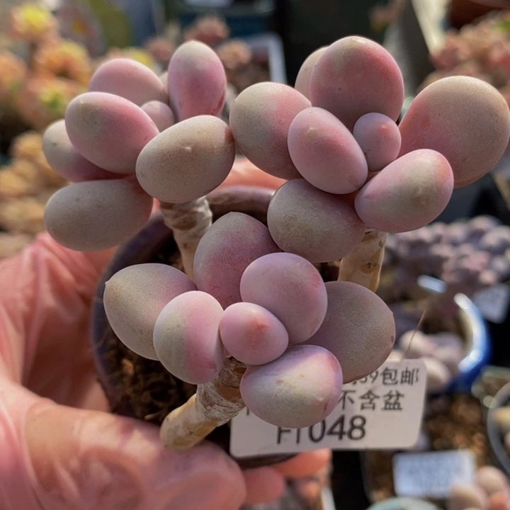 糖果桃蛋老桩1048多肉植物