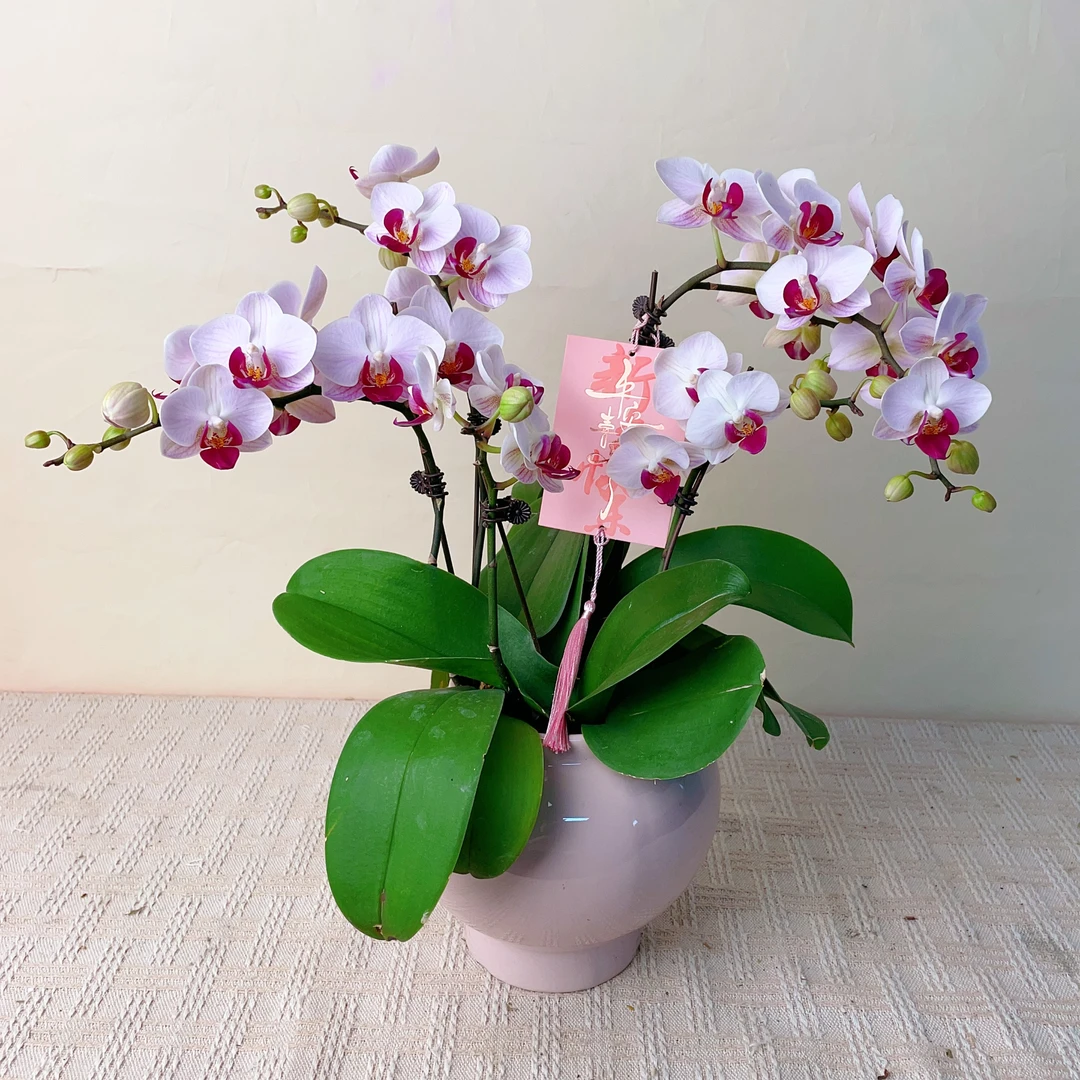 桦艺优选【貂蝉】蝴蝶兰轻奢室内绿植花卉艺术盆栽基地直发