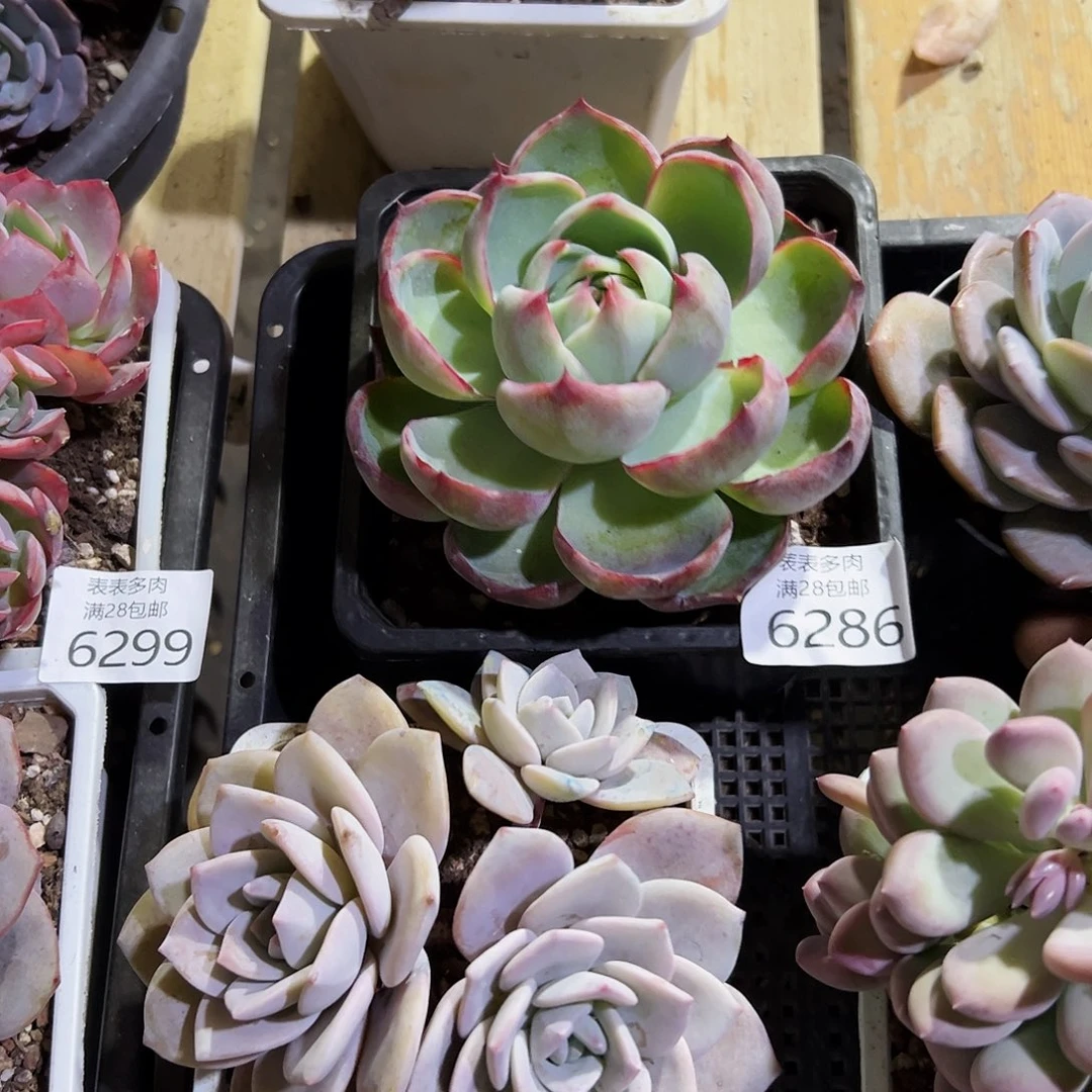 9号?****?我们的确是一6286