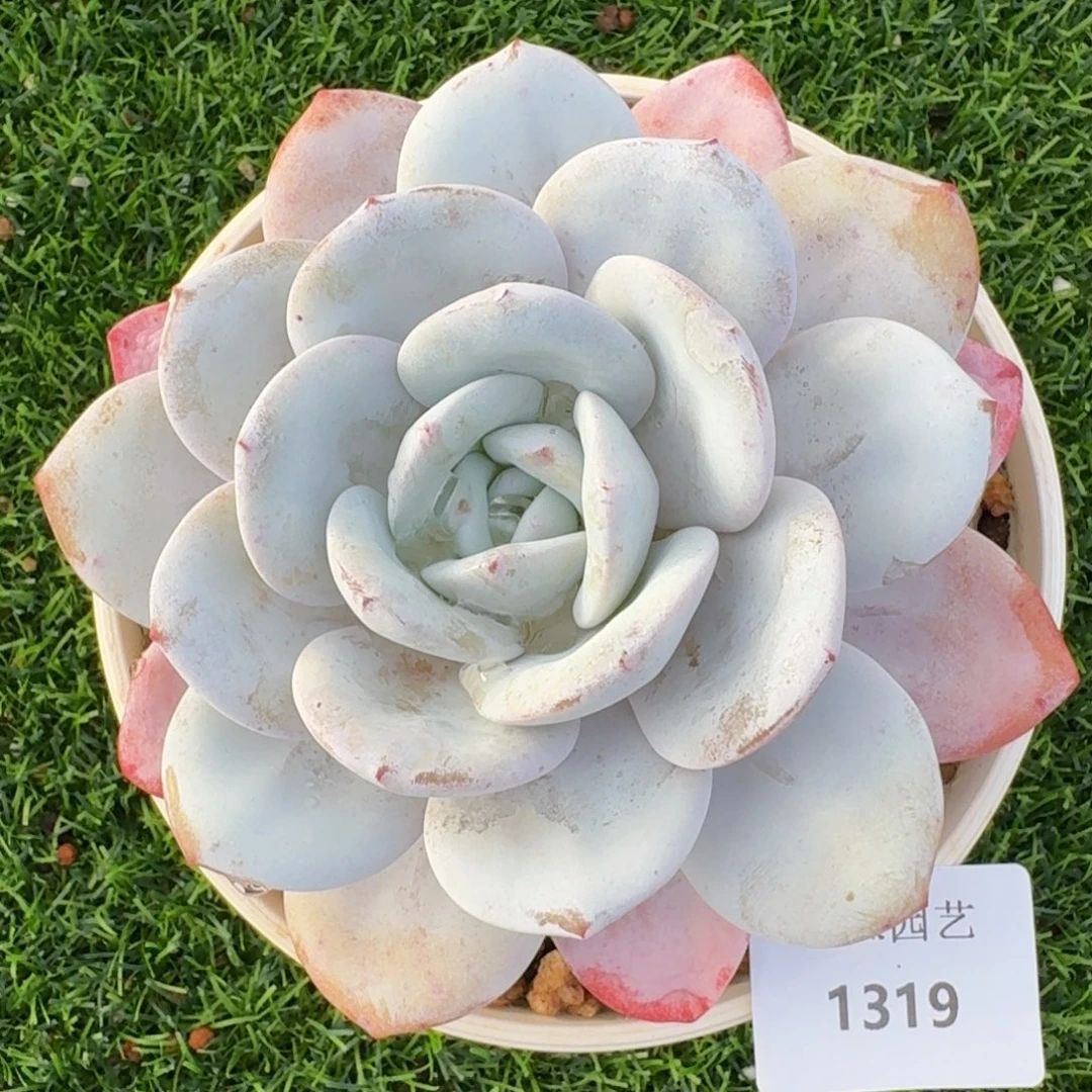 1319雪莲多肉植物的时候