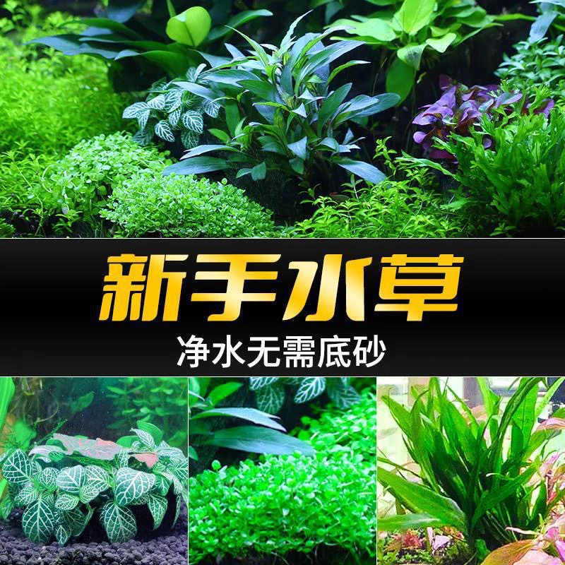 火山石绿九冠水草鱼缸新手懒人水草净化水质耐活水生养鱼阴性植物