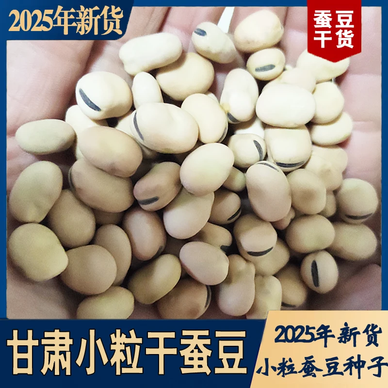 【新店福利】甘肃小粒蚕豆干货新货喂鸽子羊眼豆新鲜小蚕豆胡豆种子