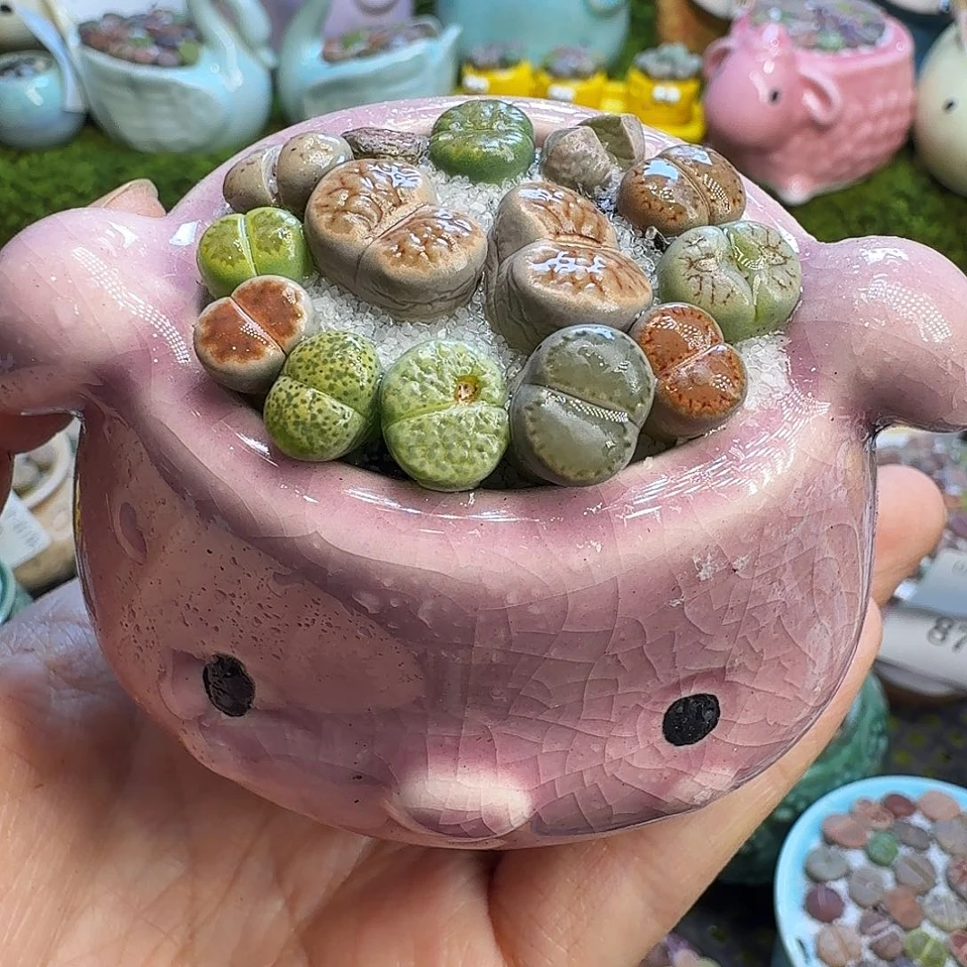 多肉植物福利冲917