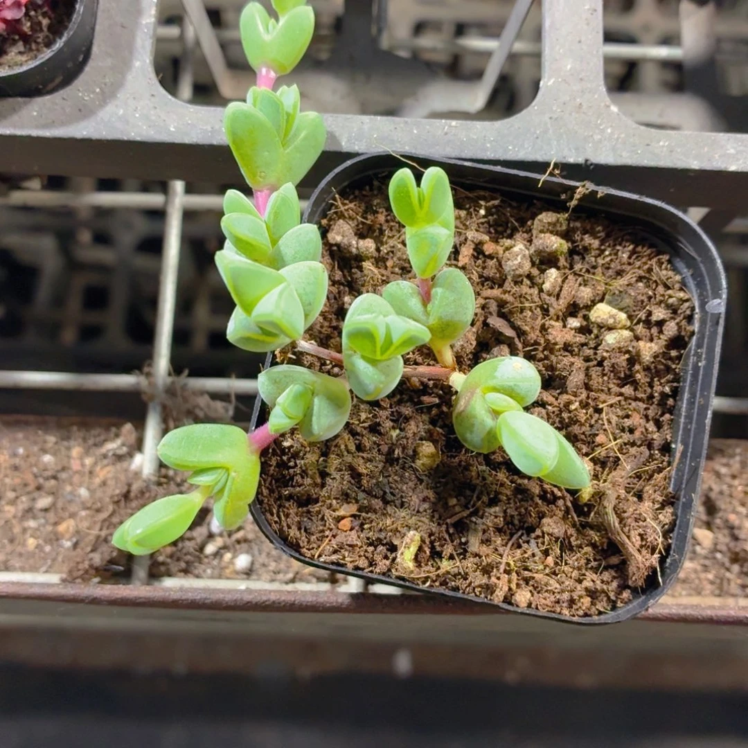 碧玉莲多肉9.9包邮发货