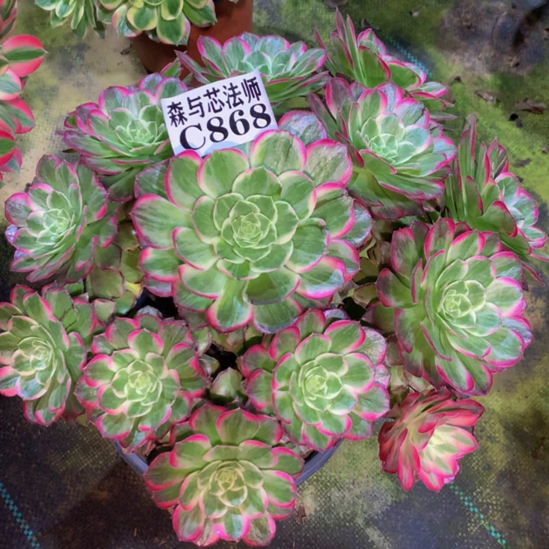 【闪购商品】868万花筒