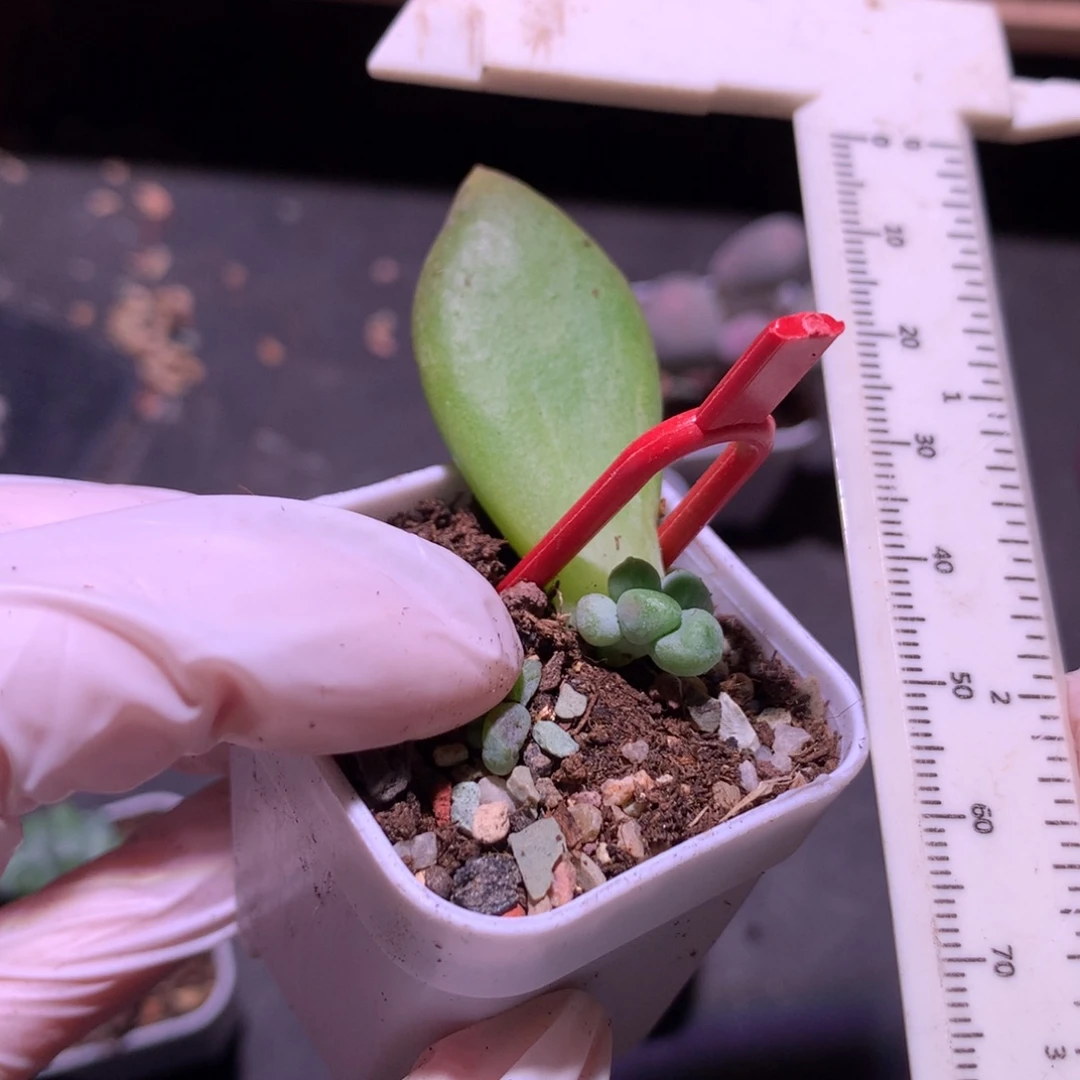 乌里韦亚奶酪多肉哦