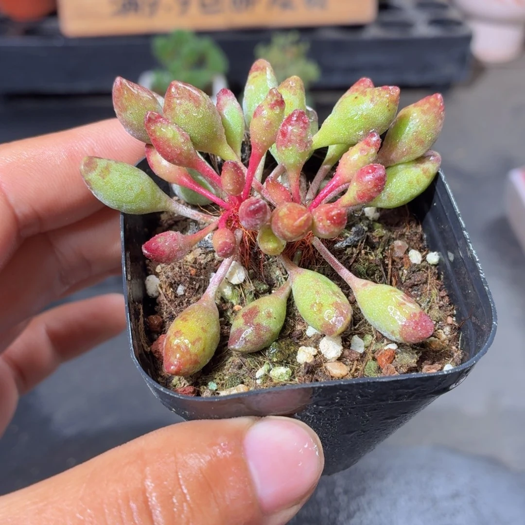 鼓锤多肉9.9包邮发货