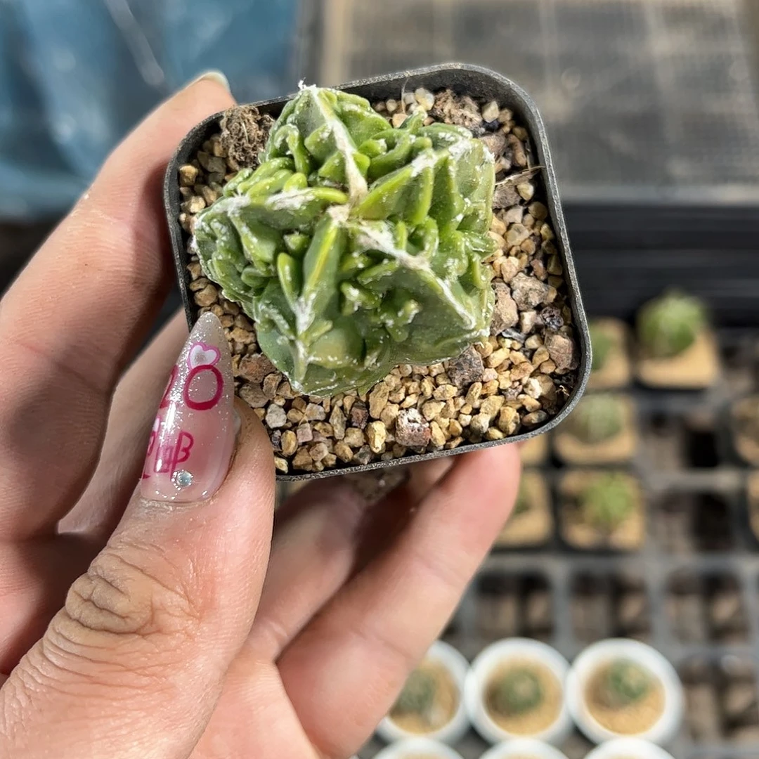 25211一物一拍单头发货