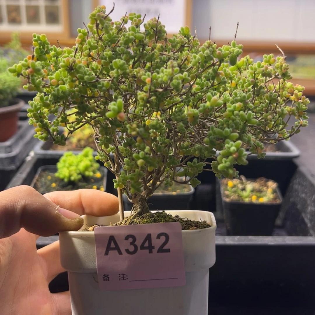 7****枝干番杏多肉植物342安