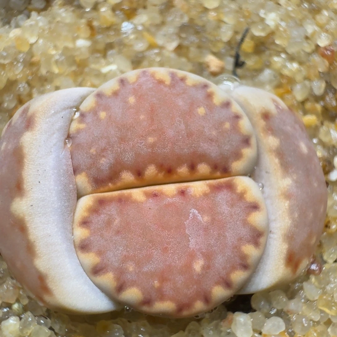 煮**茶0305-12饼干编号216