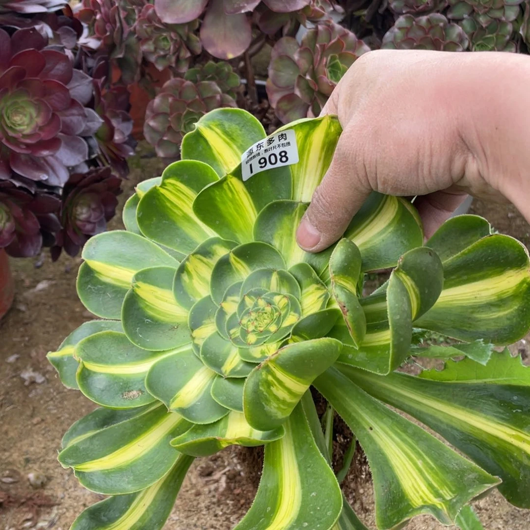 ✿****?908暴君多肉法师断枝不包