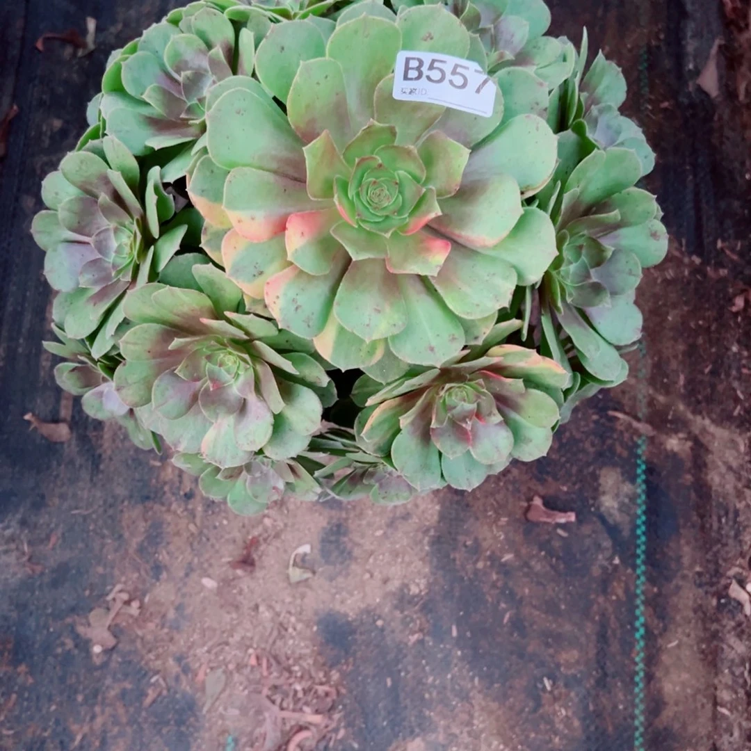 557万七彩多肉植物法师