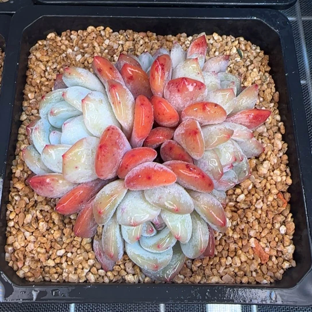 从前慢花园精选多肉群生雪天使