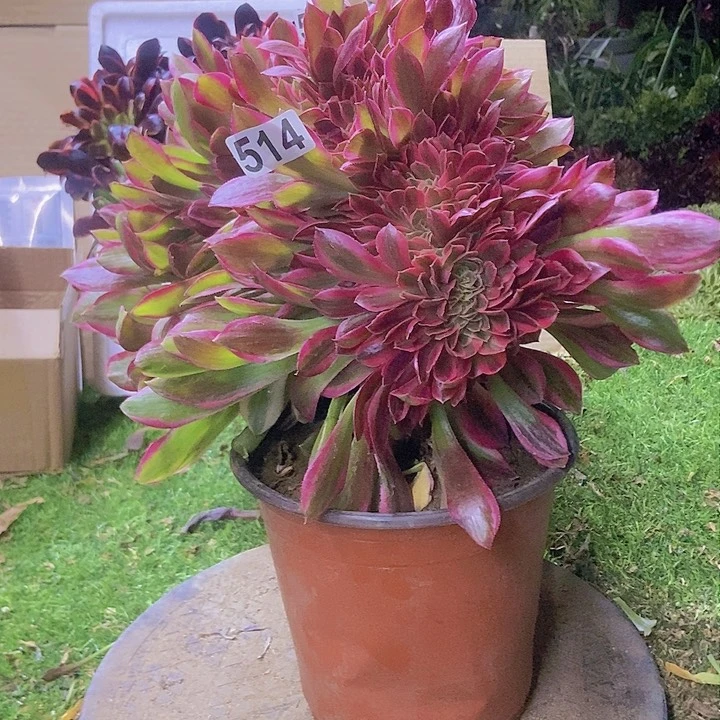 514女神缀化小板子法师