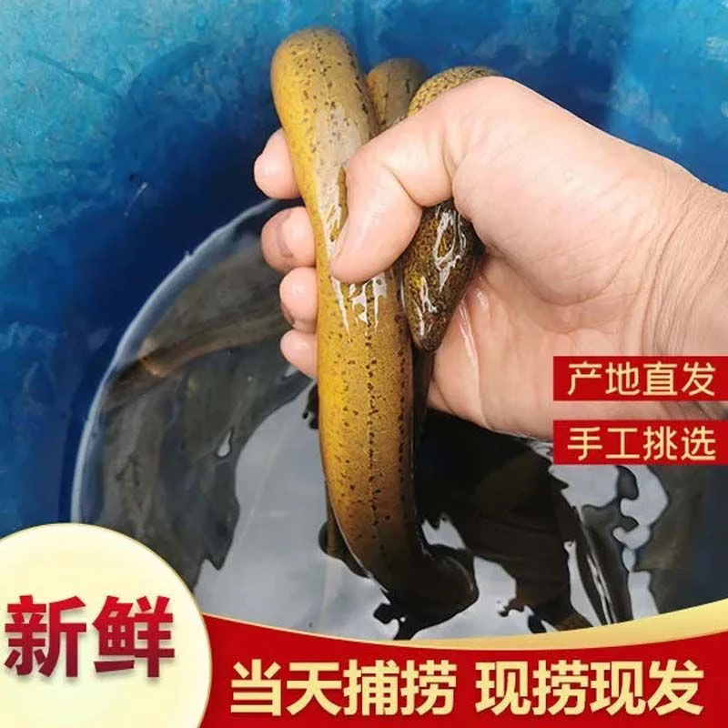 稻田土黄鳝新鲜黄鳝现捕现发包邮包活到家 ZZ11
