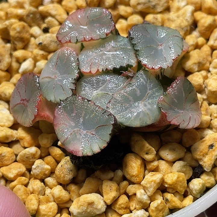 757风之谷万象锦亚成猪