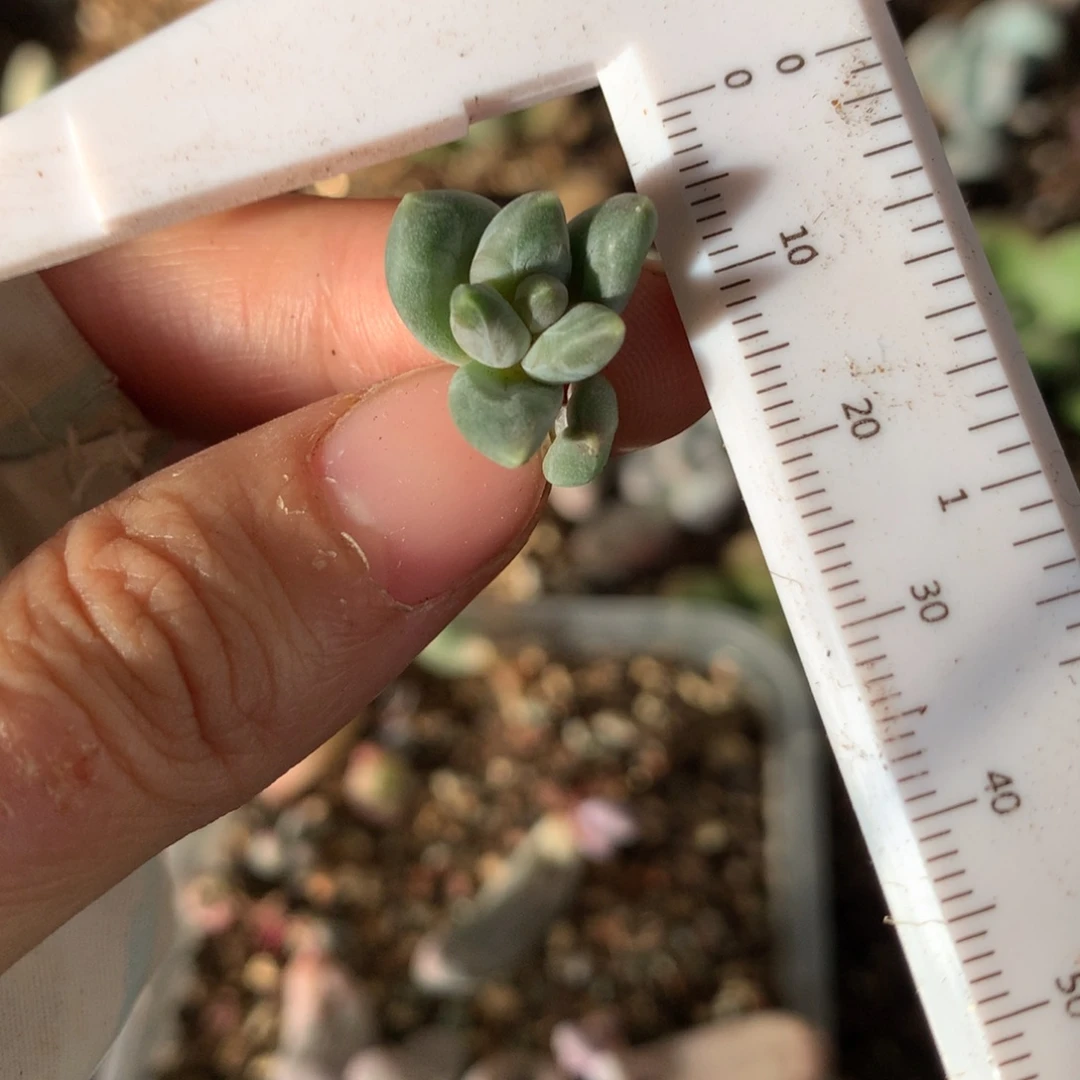 商***参天空美人奶酪多肉哦