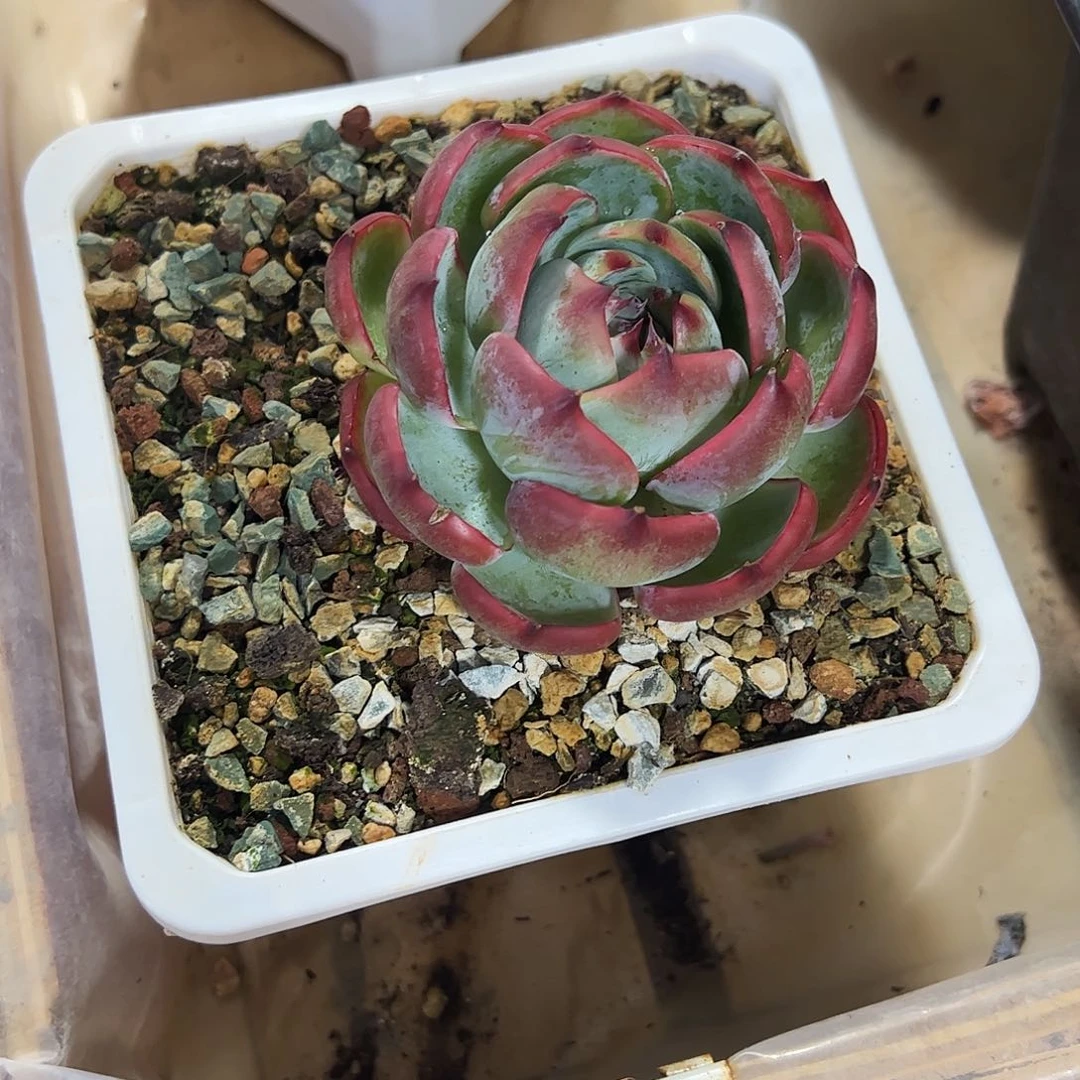 惊鸿仙子多肉植物
