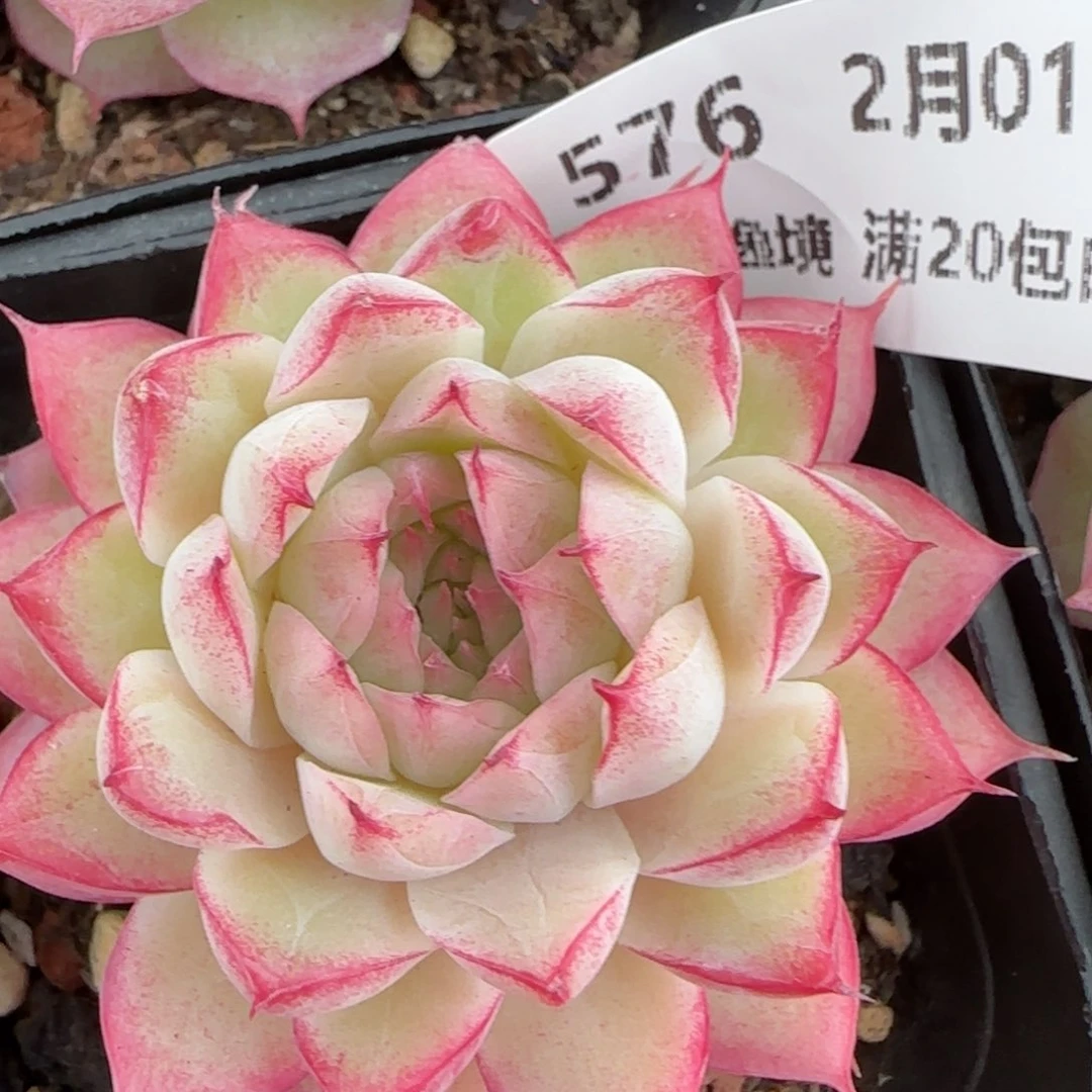 花语逸镜0201-576