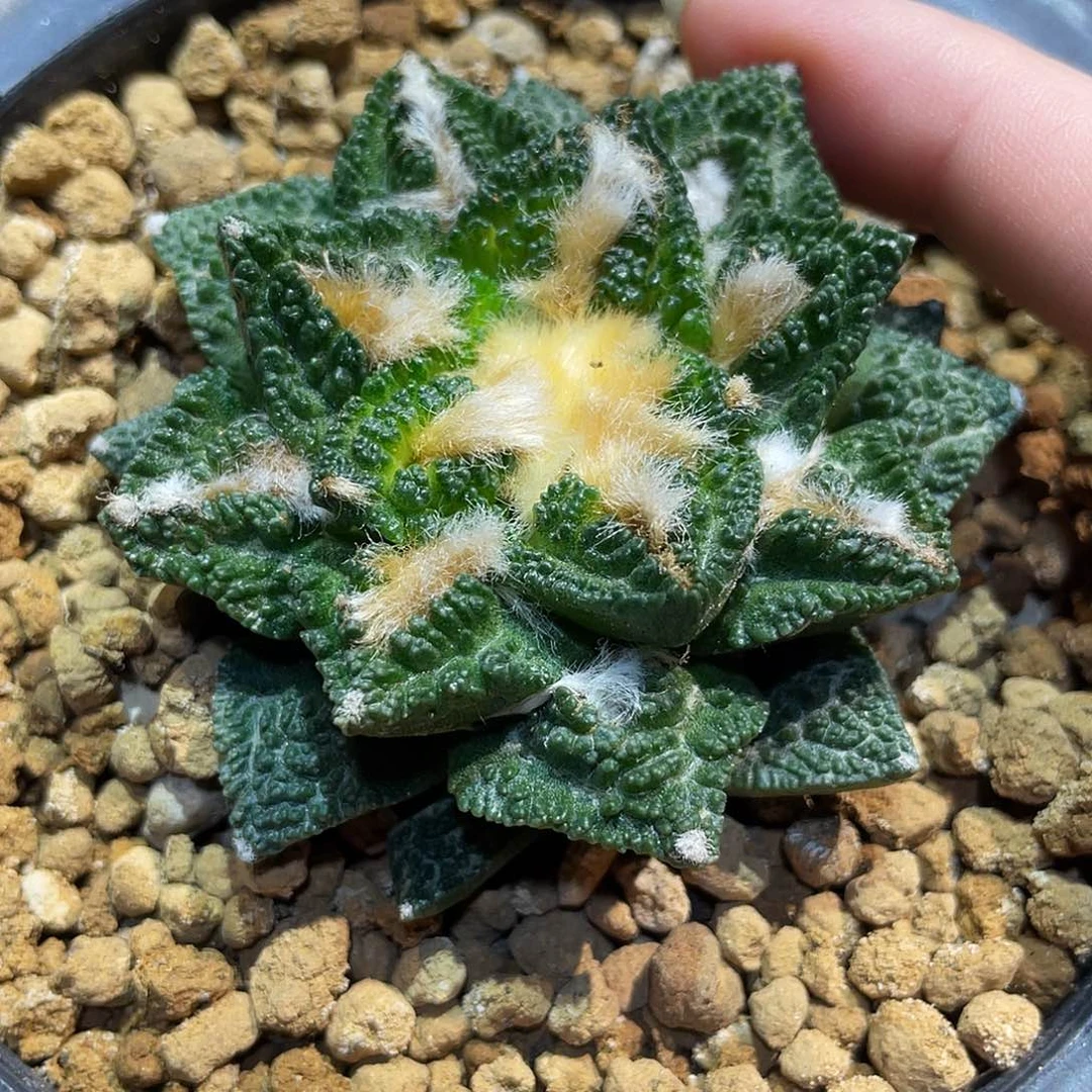 12号6cm自根辛顿牡丹萝卜根