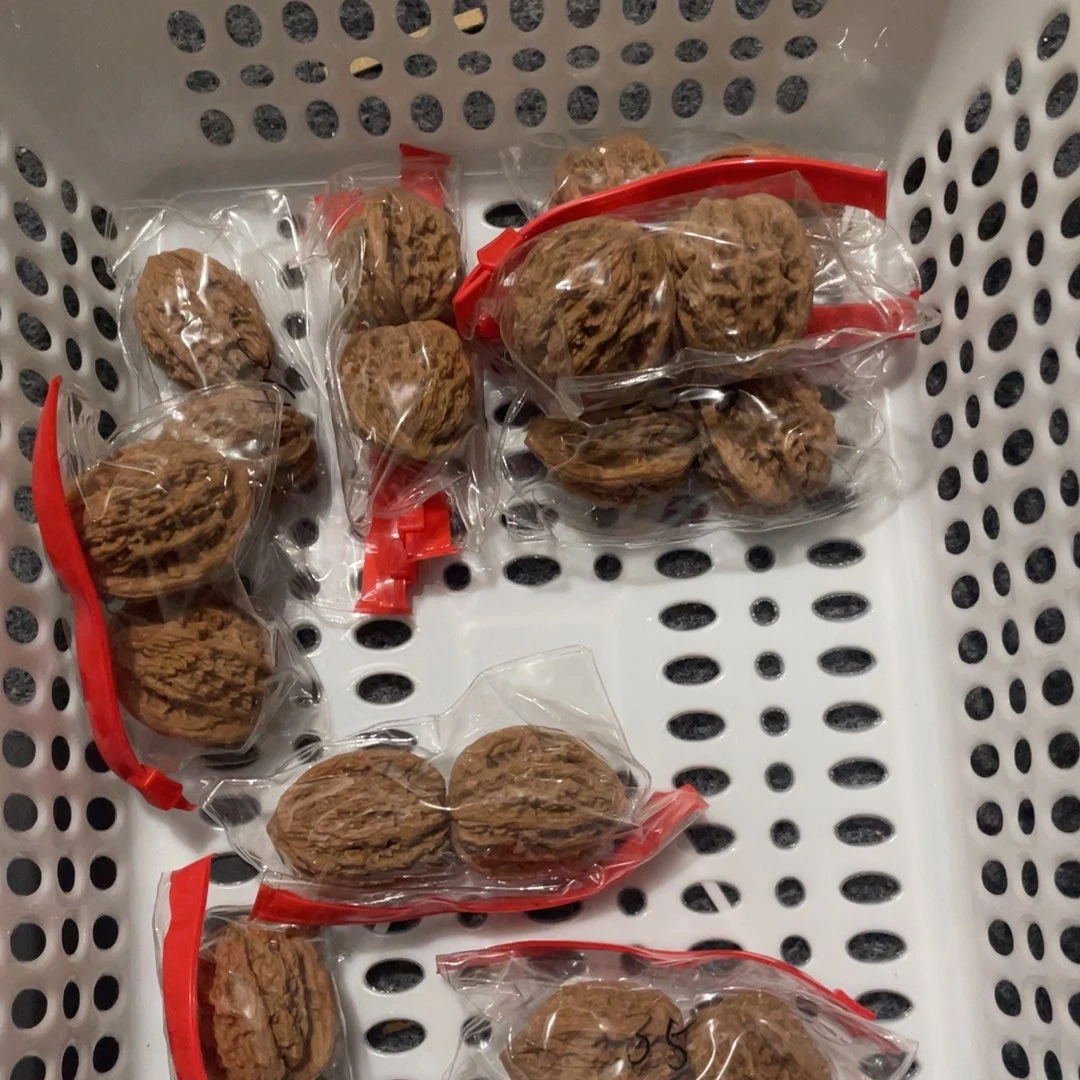 核桃全品麦虎37-38