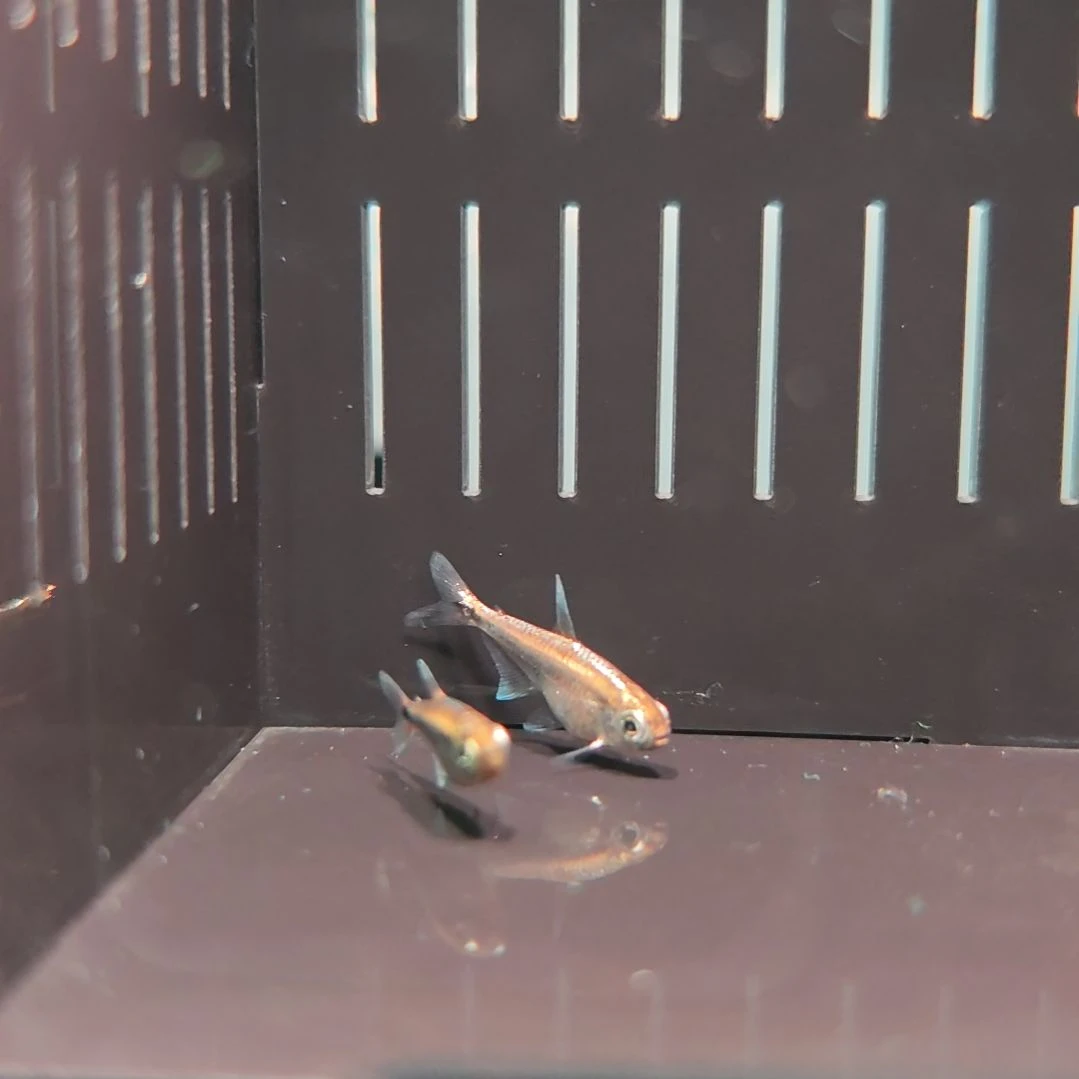 灯科鱼白金赤霞2只